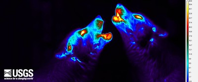 Thermal imagery of wolves howling near Yellowstone National Park. 